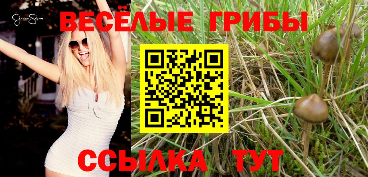 Псилоцибиновые грибы мицелий Гатчина